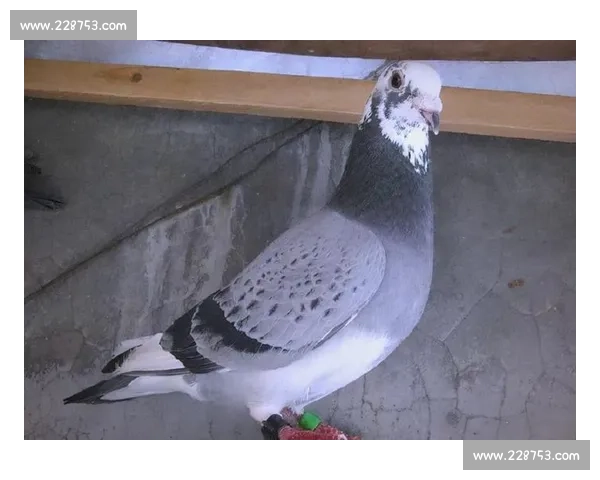 信鸽比赛归巢后如何科学调理以促进恢复与提升竞赛成绩