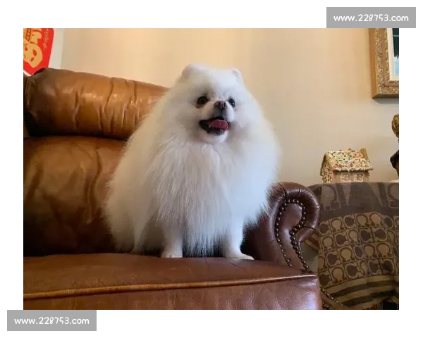 博美犬比赛精彩纷呈 各路高手同台竞技角逐最强犬王