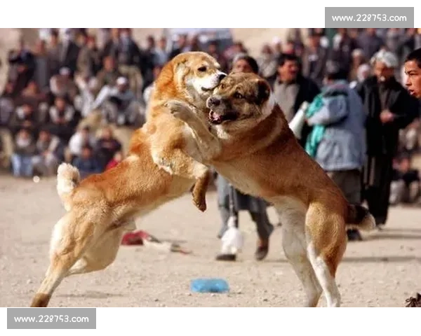 国际斗狗比赛精彩对决展现狗狗超强实力和训练成果