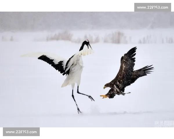 日本传统抓鸟比赛现场纪实高手对决技巧速度全程震撼记录精彩瞬间